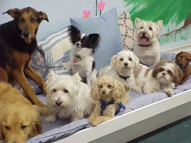 Click Here for Doggie Day Care